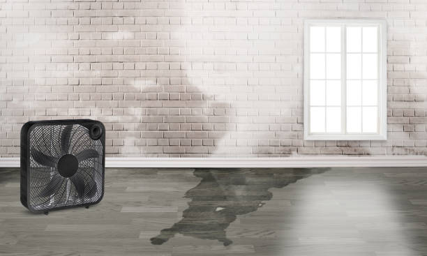 Best Water damage restoration experts  in Mchenry, IL